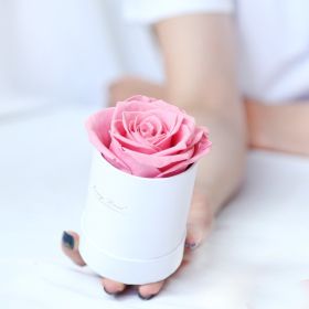 Preserved Flower Flower Pot 1 A- Grade Rose (Option: White Pink Flower)